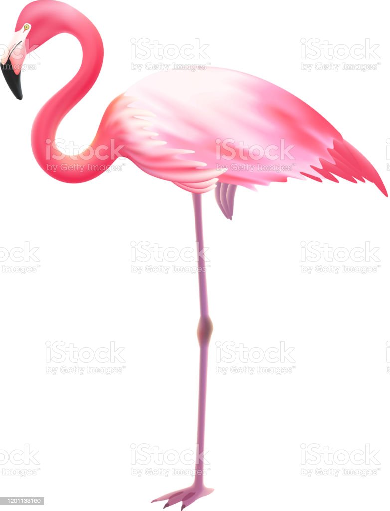 Detail Flamingo Download Nomer 52