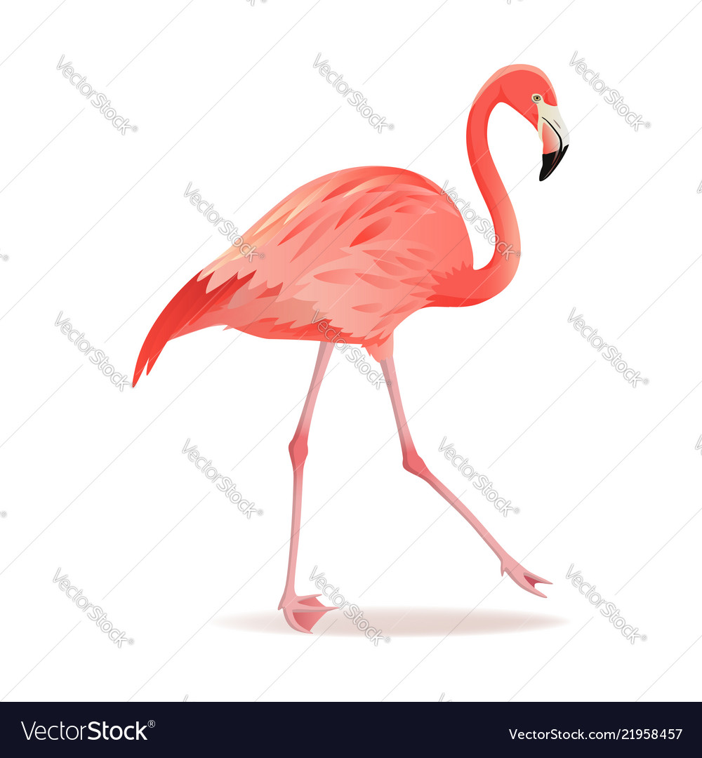 Detail Flamingo Free Vector Nomer 25