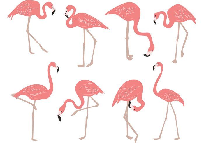 Detail Flamingo Free Vector Nomer 39