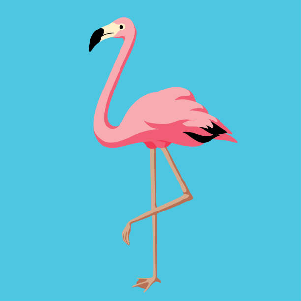 Detail Flamingo Free Vector Nomer 5