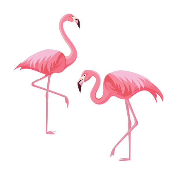 Detail Flamingo Free Vector Nomer 6