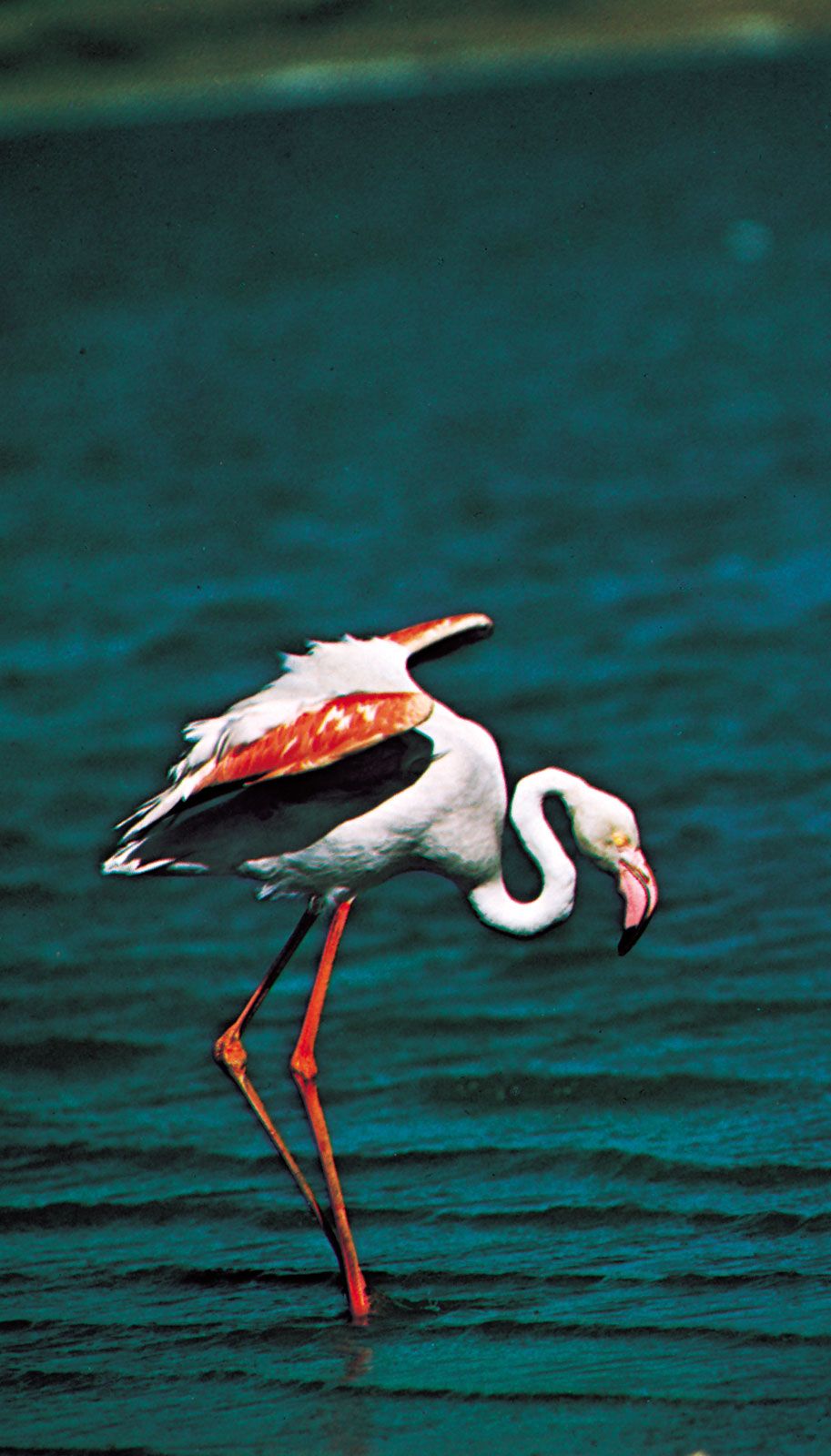 Detail Flamingo Gambar Nomer 30