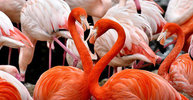 Detail Flamingo Hd Nomer 17