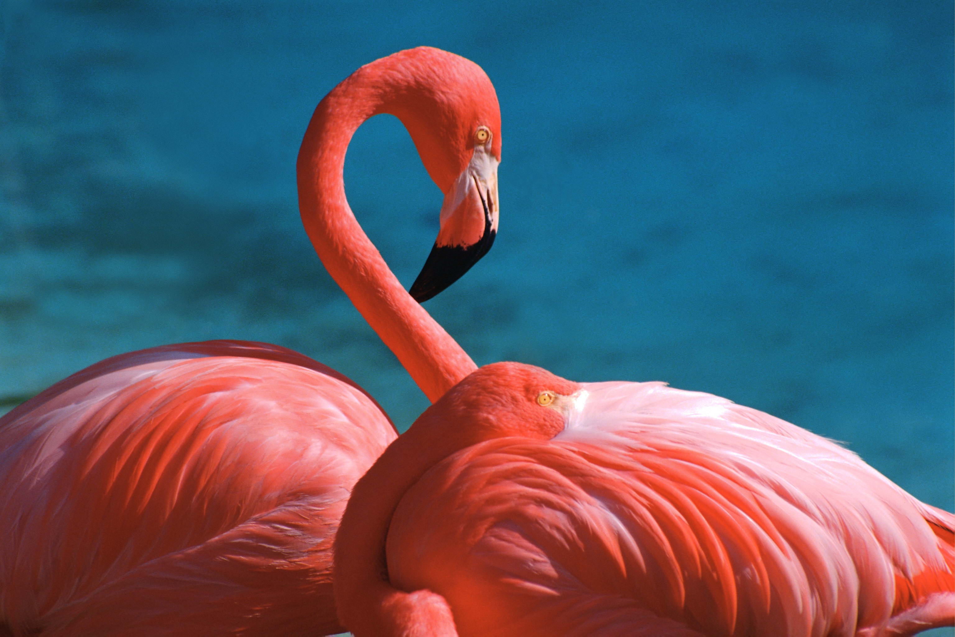 Detail Flamingo Hd Nomer 22