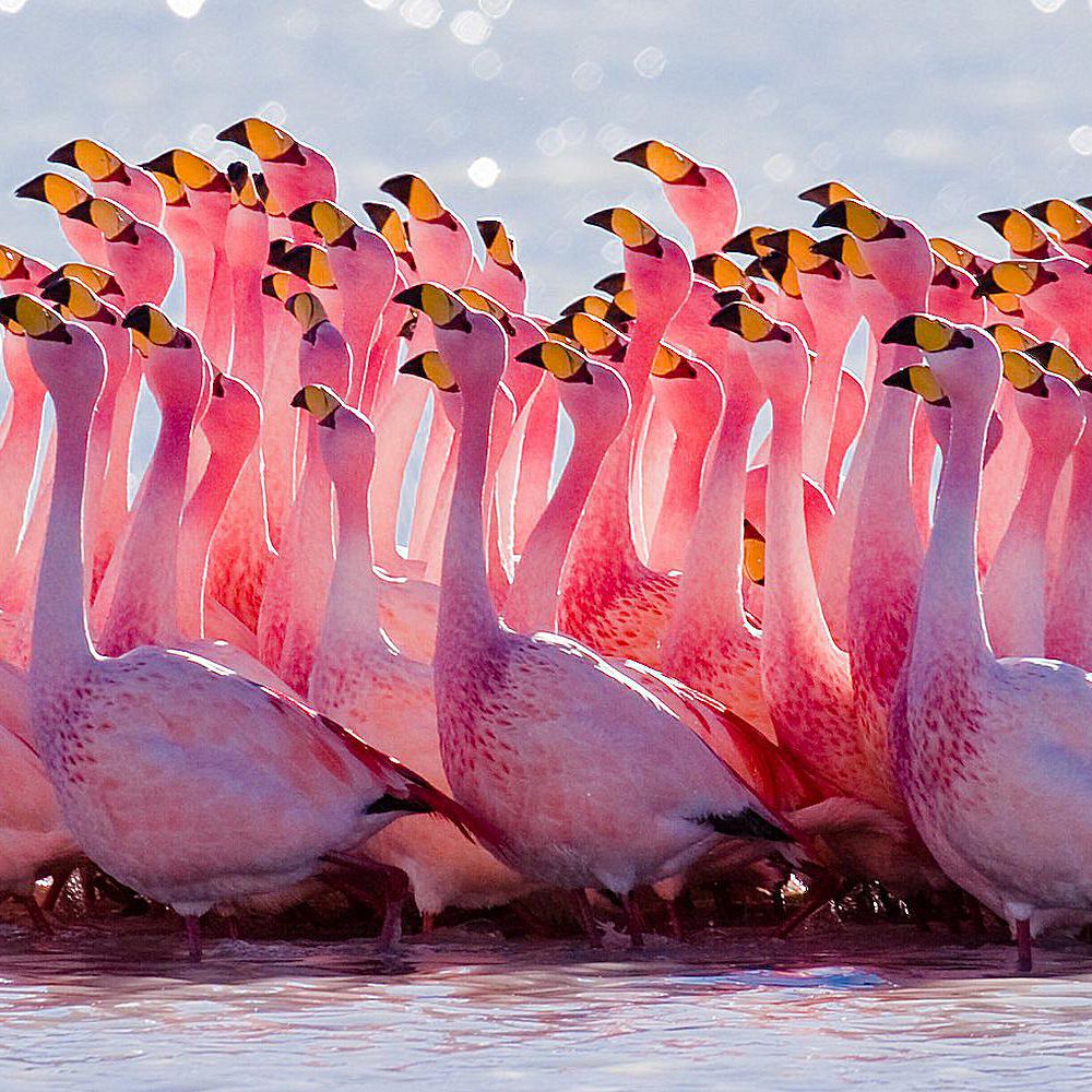 Detail Flamingo Images Nomer 13