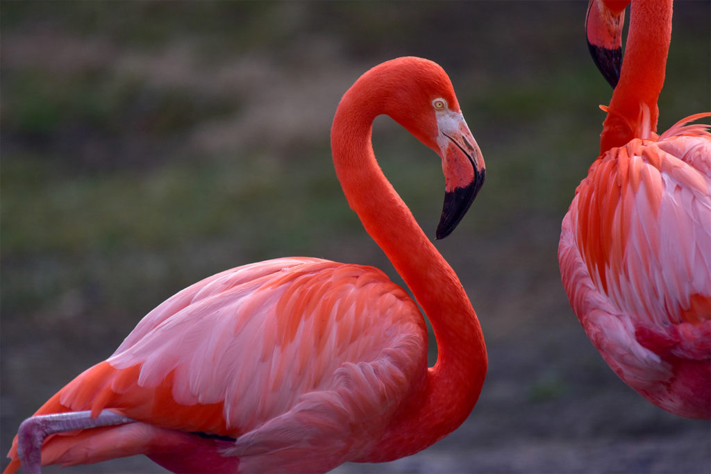 Detail Flamingo Images Nomer 14