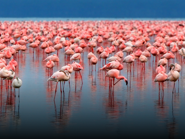 Detail Flamingo Images Nomer 20