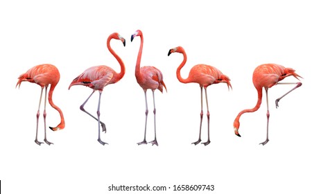 Detail Flamingo Images Free Nomer 13