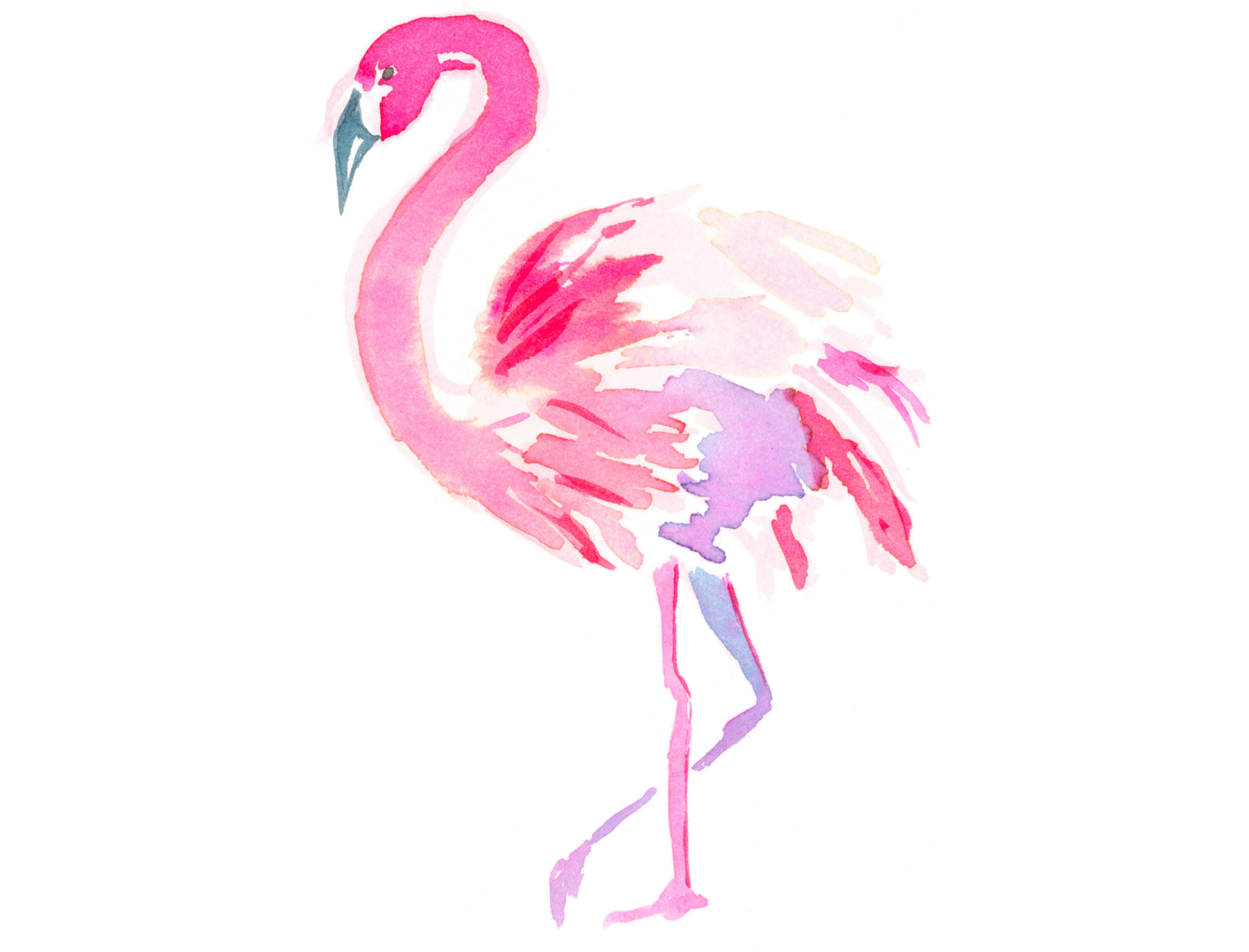 Detail Flamingo Images Free Nomer 15