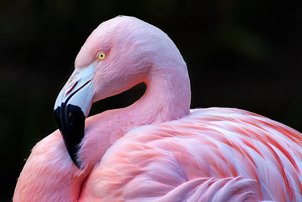 Detail Flamingo Images Free Nomer 52