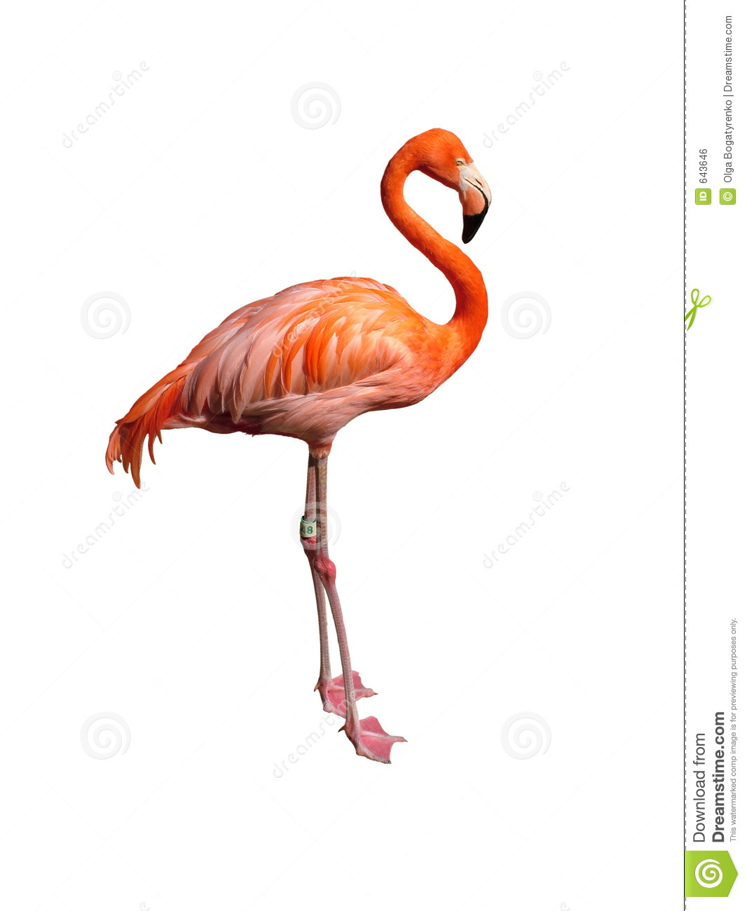 Detail Flamingo Images Free Nomer 9