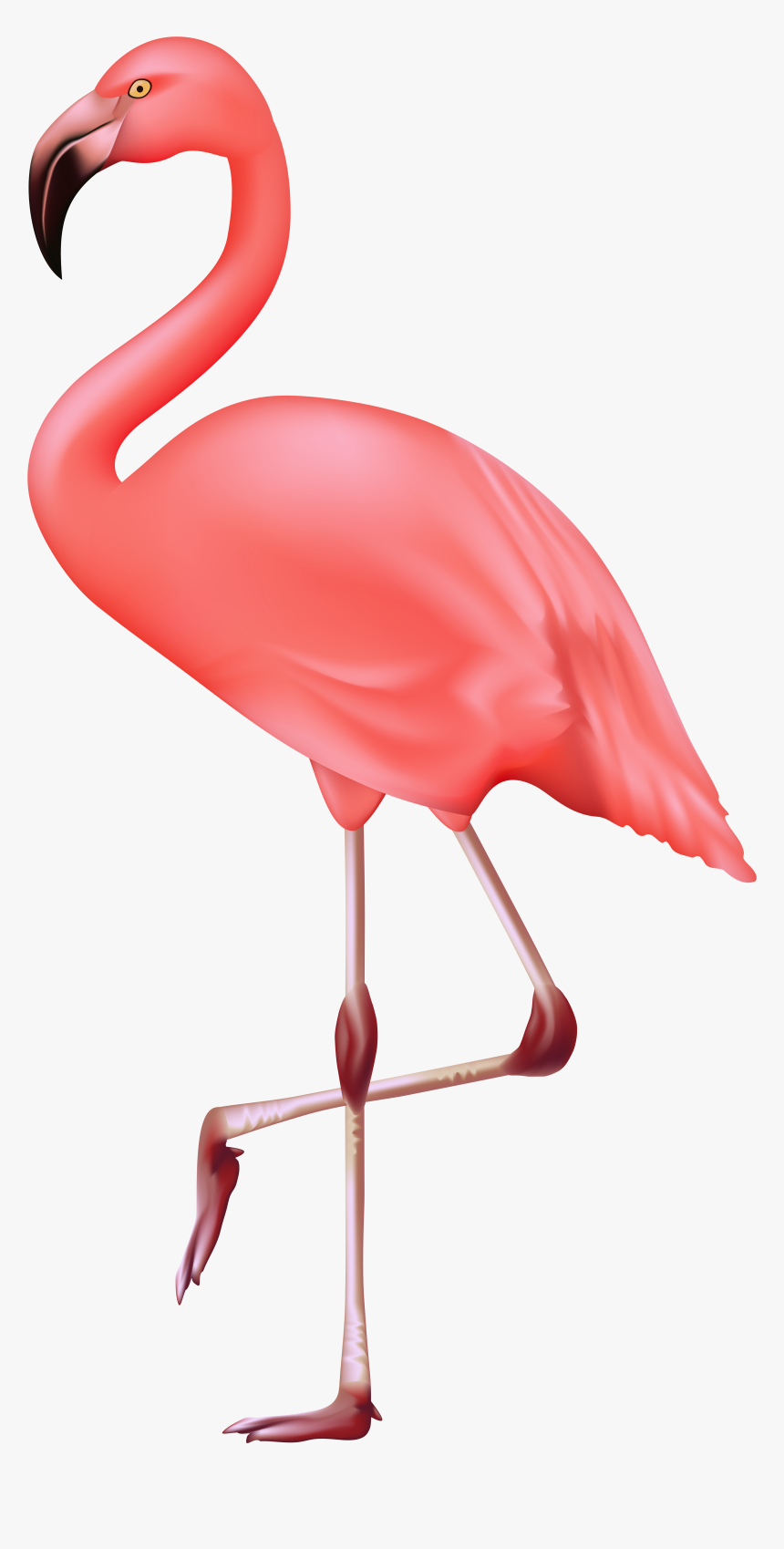 Flamingo No Background - KibrisPDR