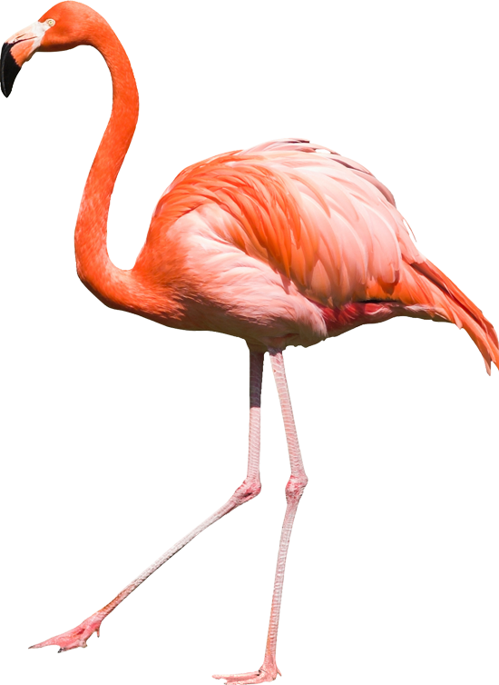 Detail Flamingo No Background Nomer 10