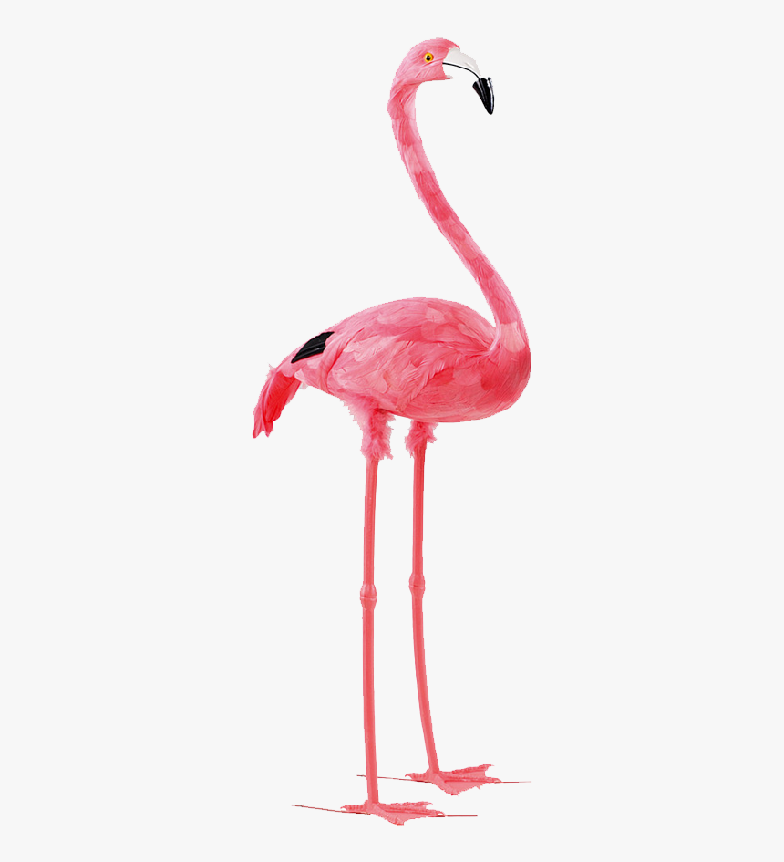 Detail Flamingo No Background Nomer 13
