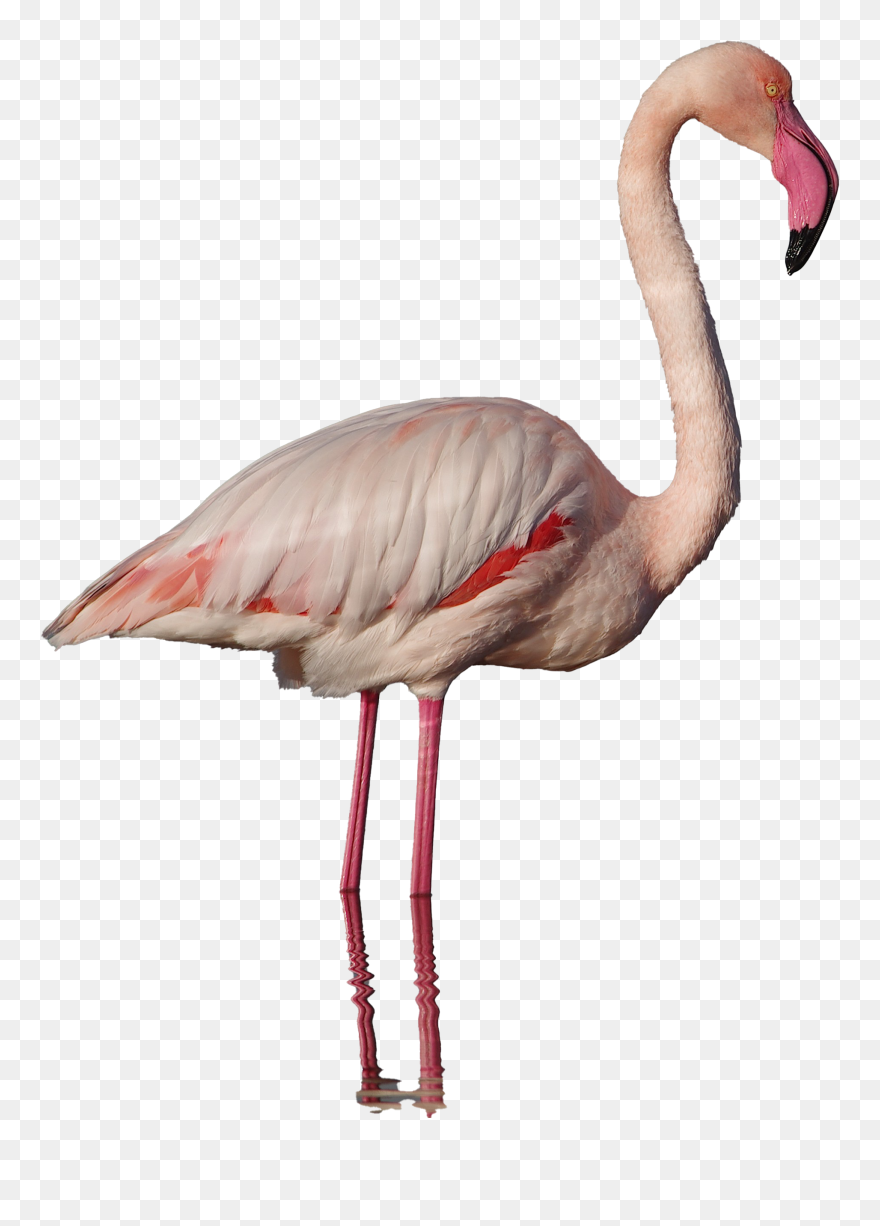 Detail Flamingo No Background Nomer 30