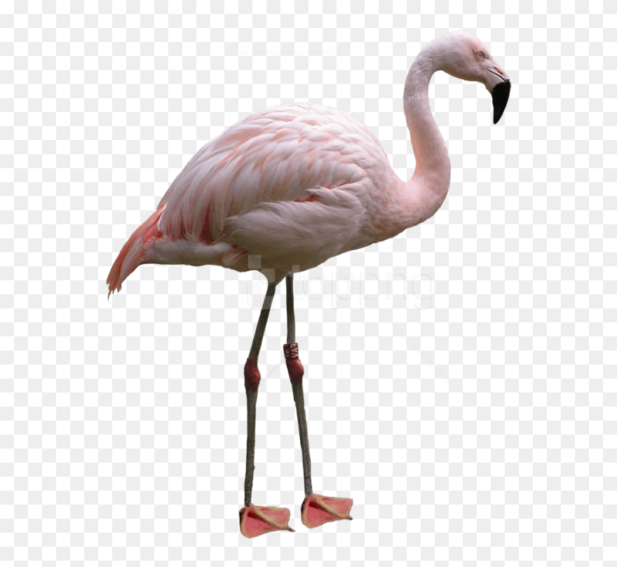 Detail Flamingo No Background Nomer 31