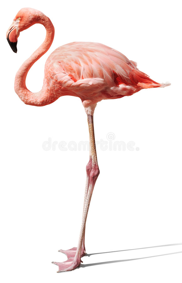 Detail Flamingo Photos Free Nomer 13