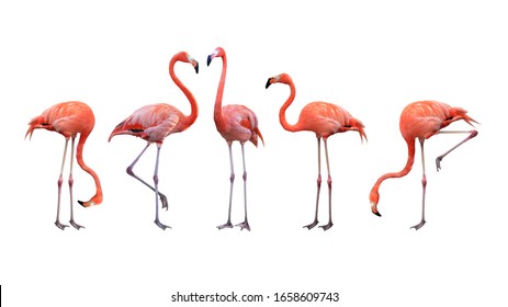 Detail Flamingo Photos Free Nomer 23