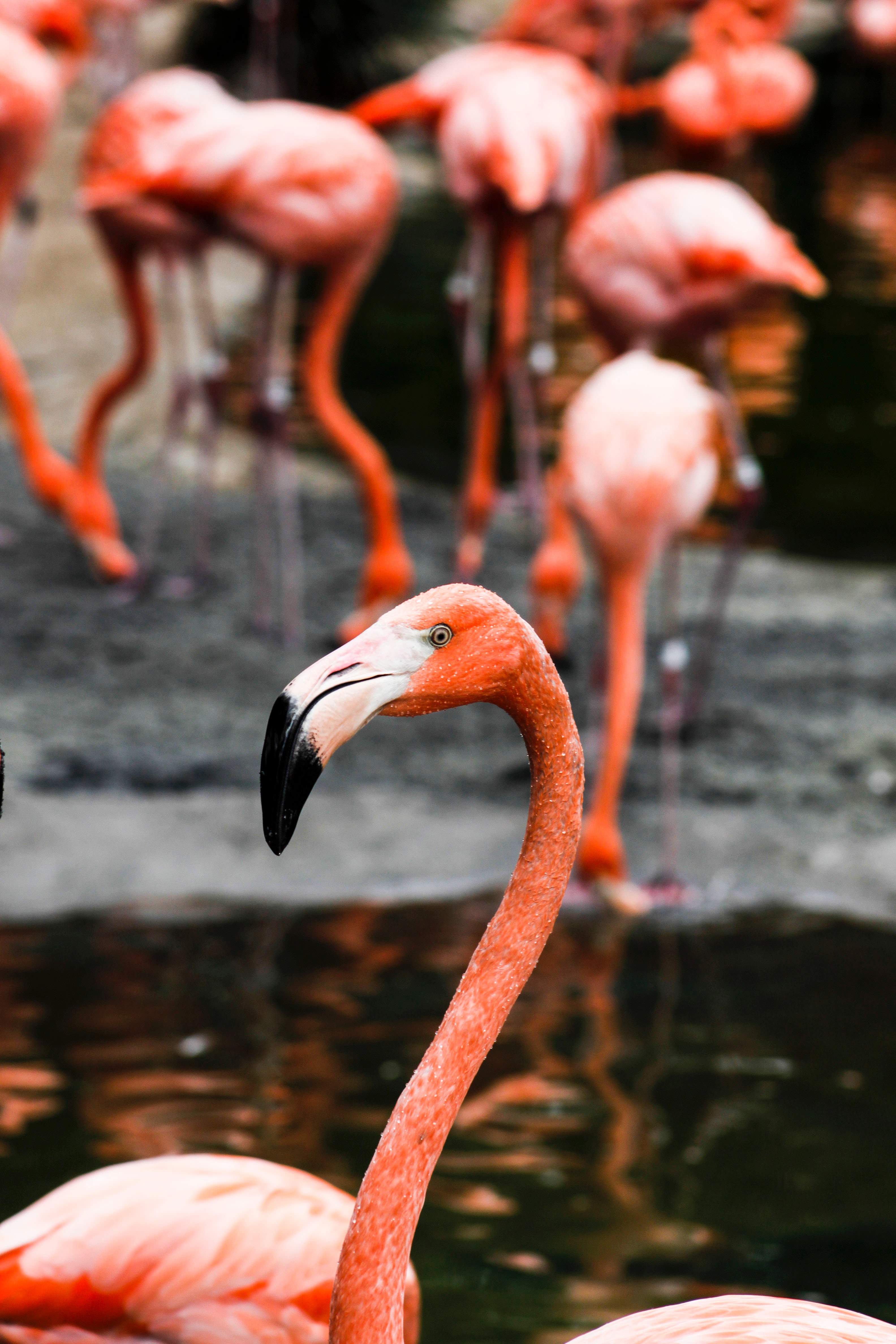 Detail Flamingo Photos Free Nomer 42
