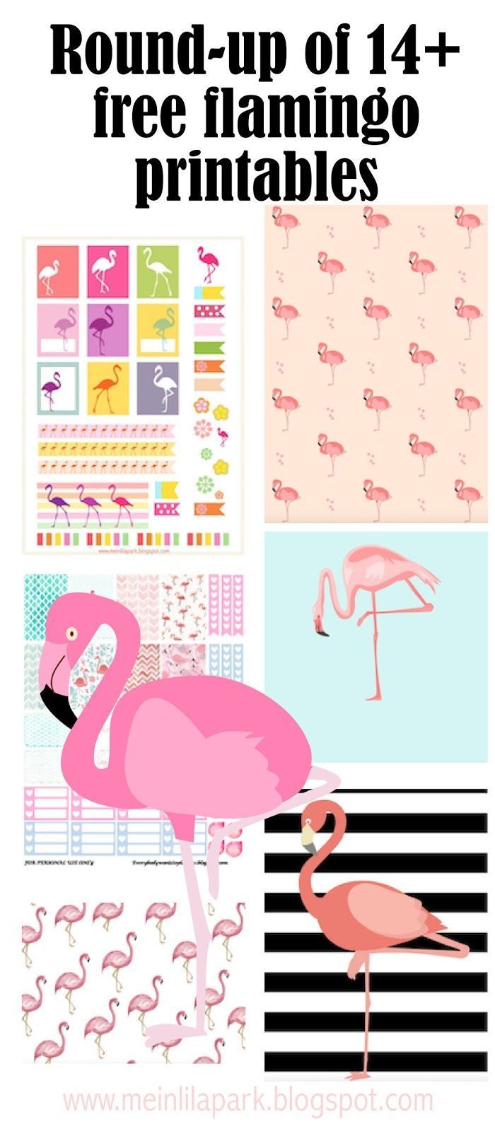 Detail Flamingo Photos Free Nomer 43