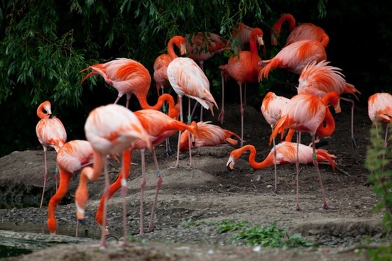 Detail Flamingo Photos Free Nomer 49