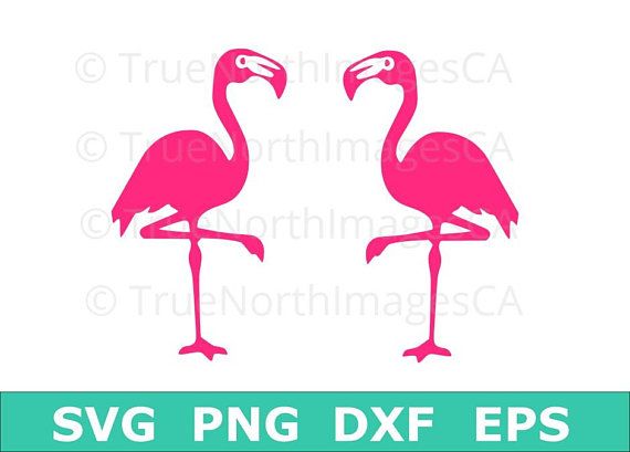 Detail Flamingo Silhouette Png Nomer 47