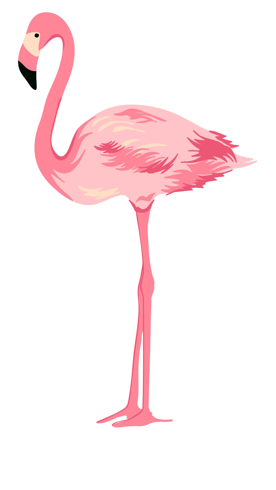 Detail Flamingo Transparent Nomer 11