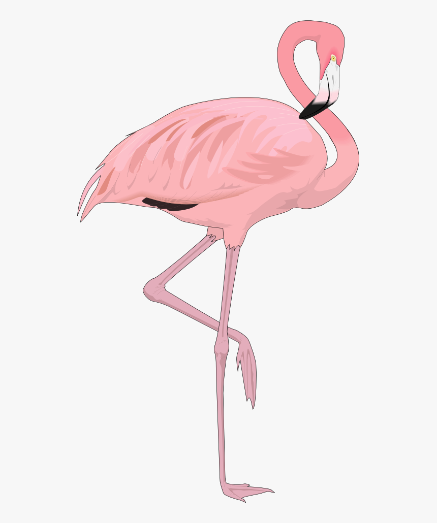 Detail Flamingo Transparent Nomer 12