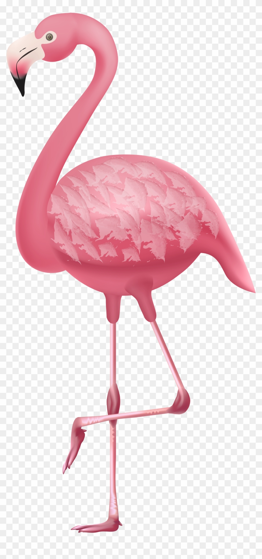 Detail Flamingo Transparent Nomer 14