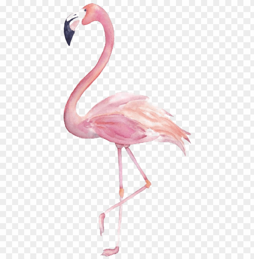 Detail Flamingo Transparent Nomer 17