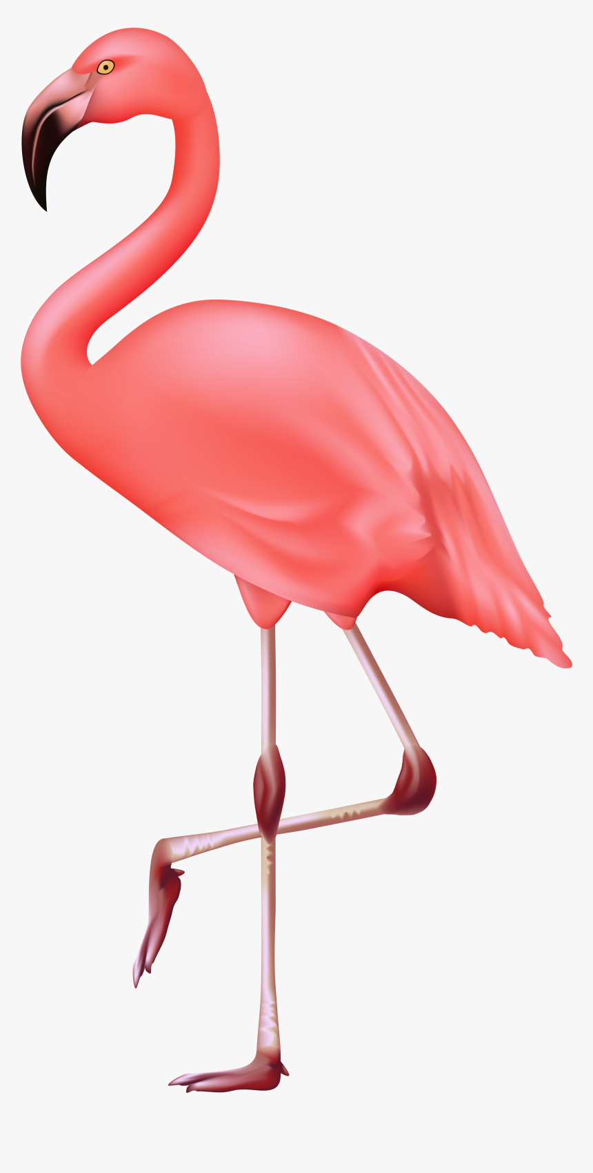 Detail Flamingo Transparent Nomer 2