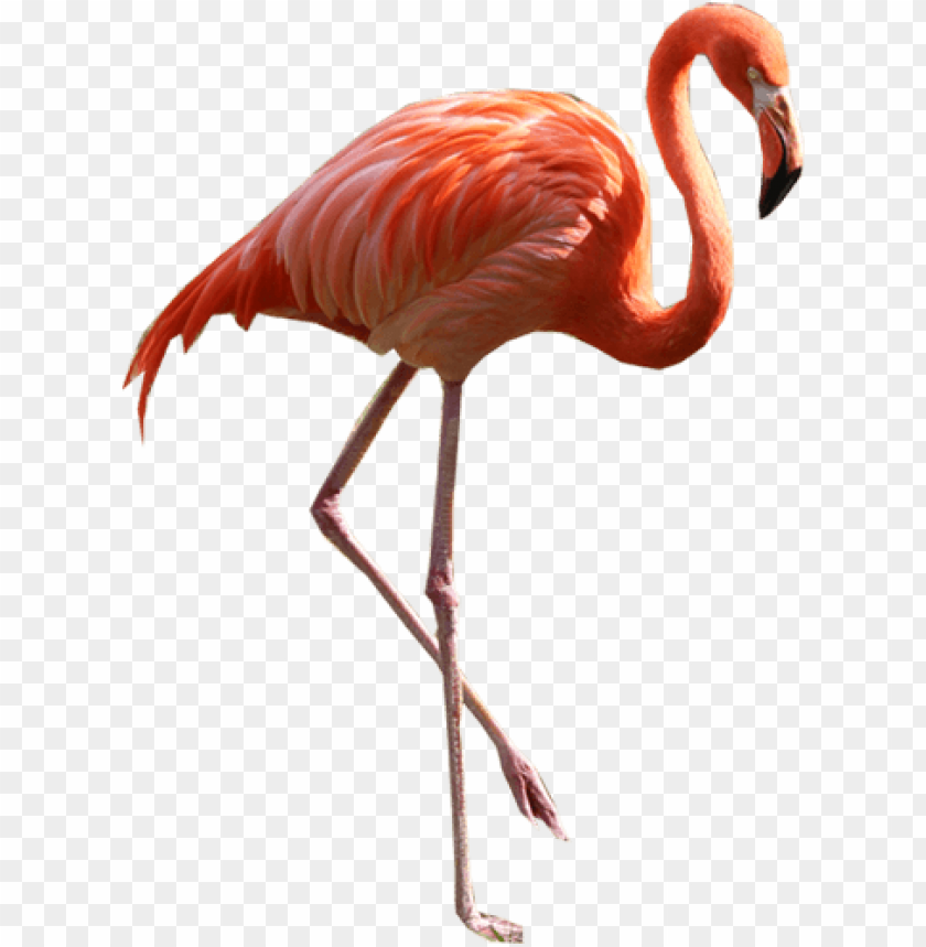 Detail Flamingo Transparent Nomer 18