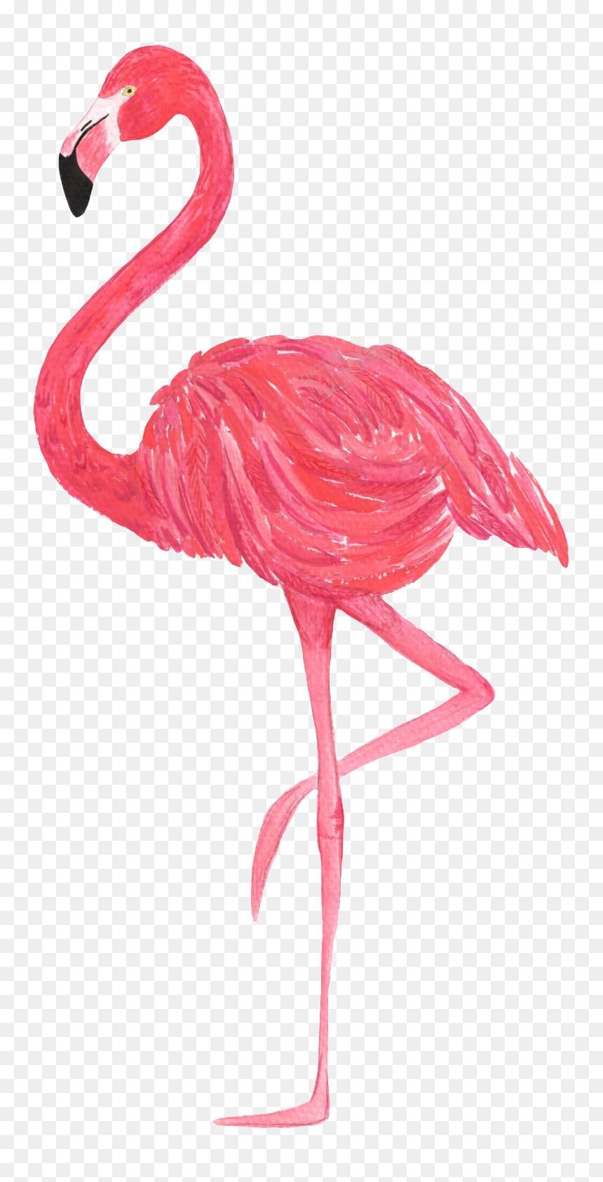 Detail Flamingo Transparent Nomer 20