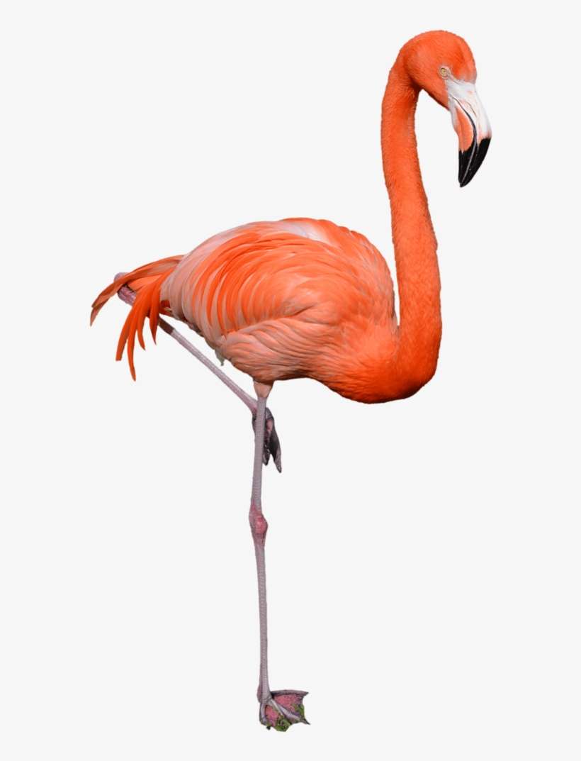 Detail Flamingo Transparent Nomer 29