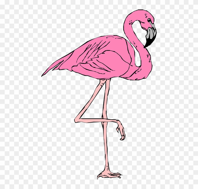 Detail Flamingo Transparent Nomer 40