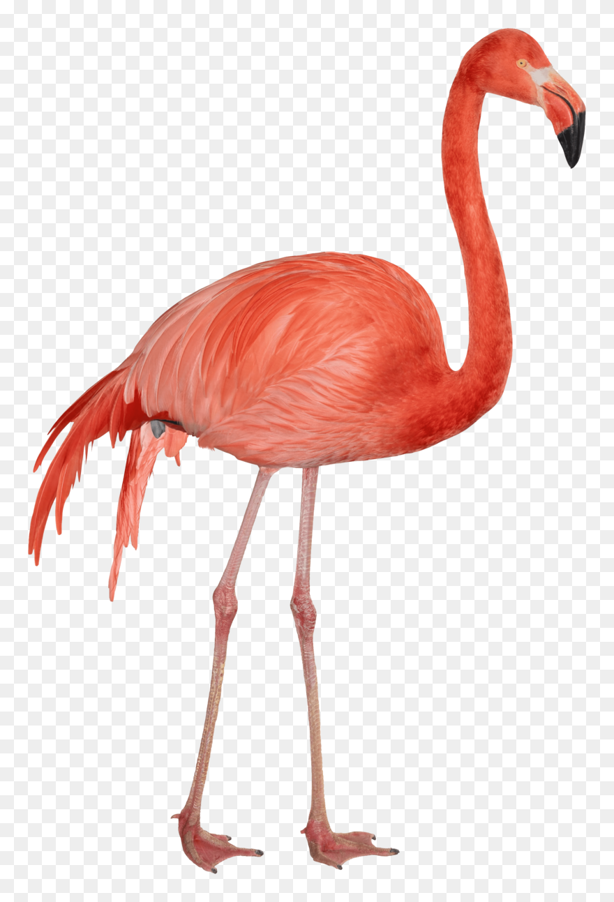 Detail Flamingo Transparent Nomer 5