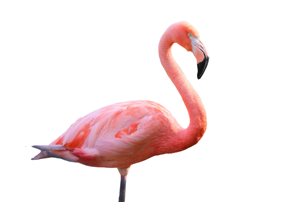 Detail Flamingo Transparent Nomer 47