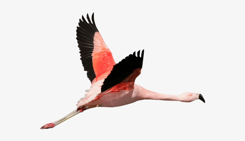 Detail Flamingo Transparent Nomer 48