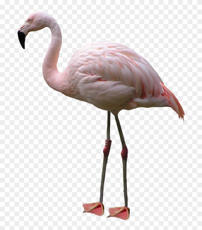 Detail Flamingo Transparent Nomer 8