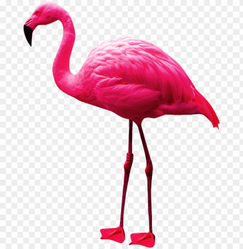 Detail Flamingo Transparent Background Nomer 13
