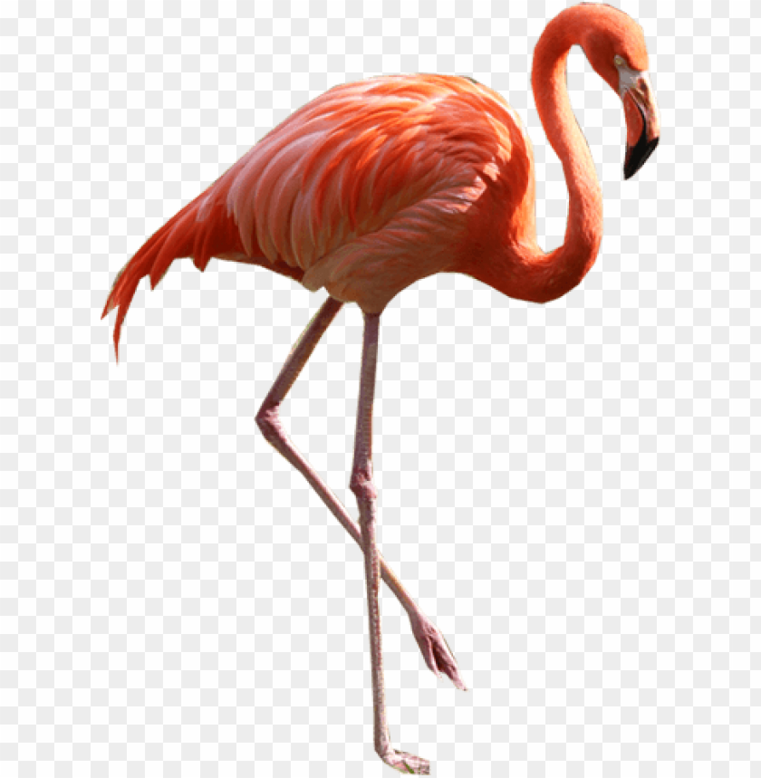 Detail Flamingo Transparent Background Nomer 23