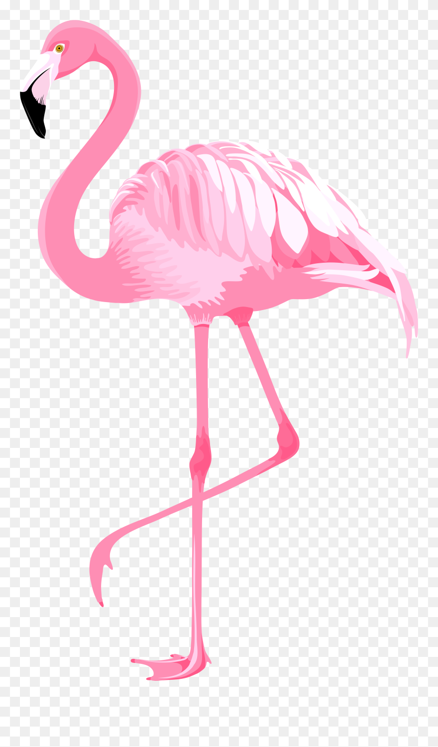 Detail Flamingo Transparent Background Nomer 30