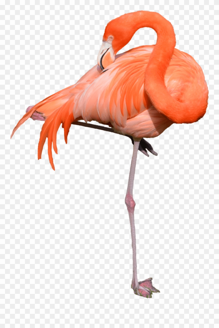 Detail Flamingo Transparent Background Nomer 39