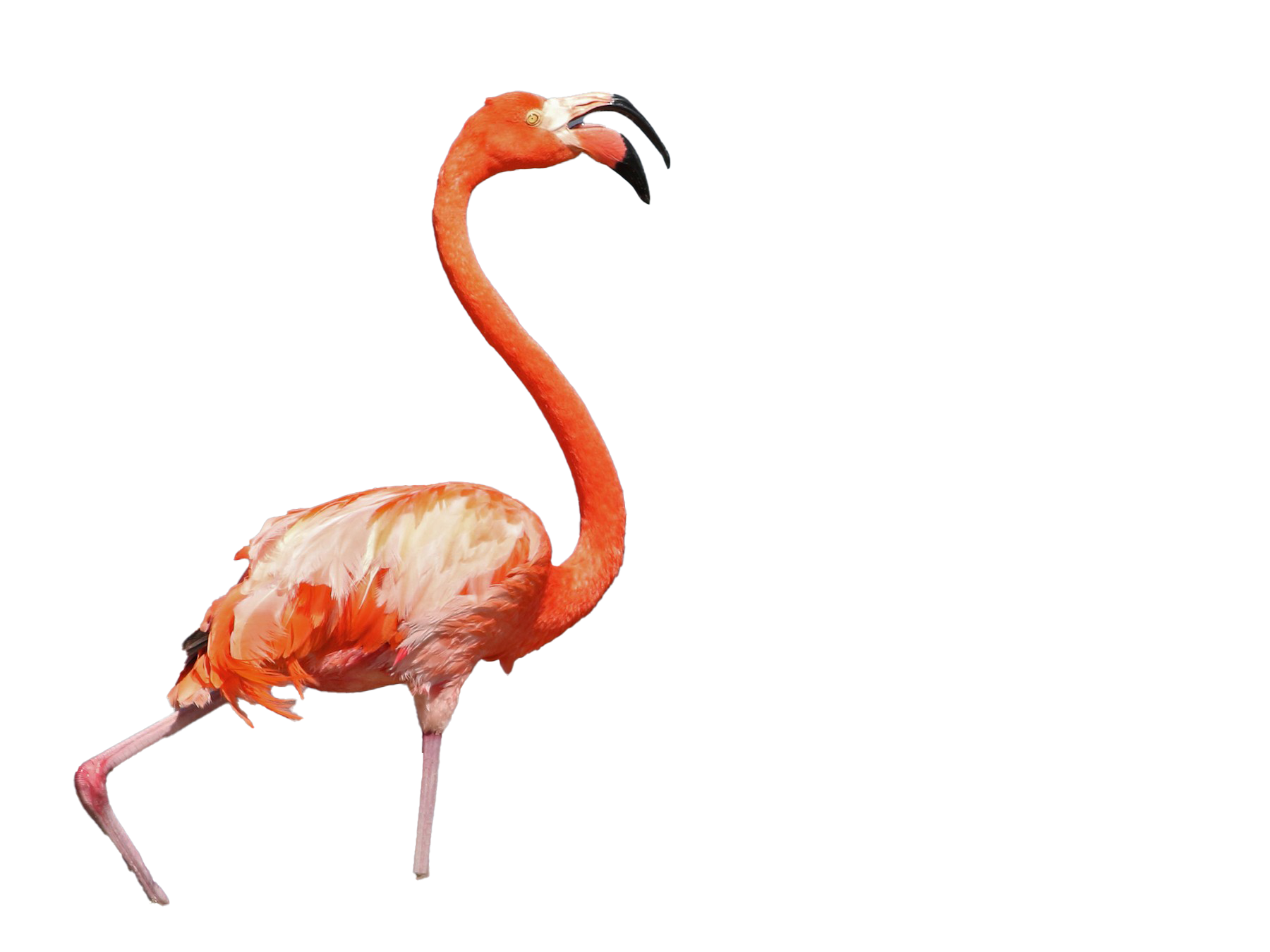Detail Flamingo Transparent Background Nomer 41