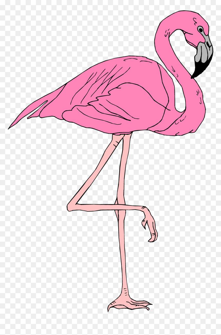 Detail Flamingo Transparent Background Nomer 47