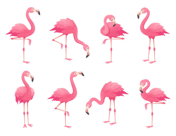 Detail Flamingos Clipart Nomer 9