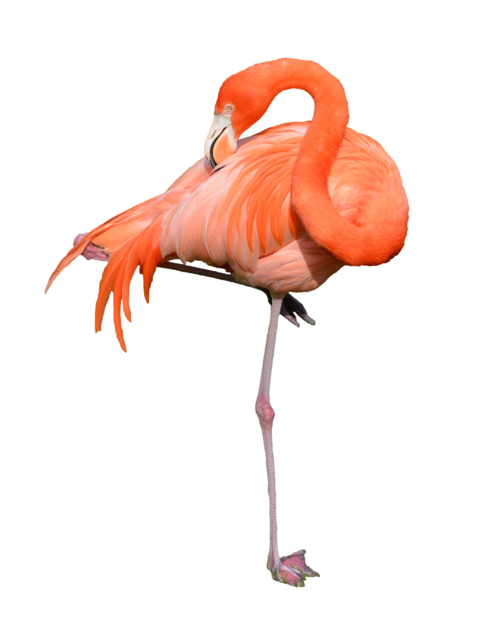 Detail Flamingos Png Nomer 45