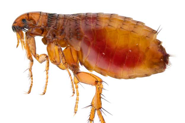 Flea Pic - KibrisPDR
