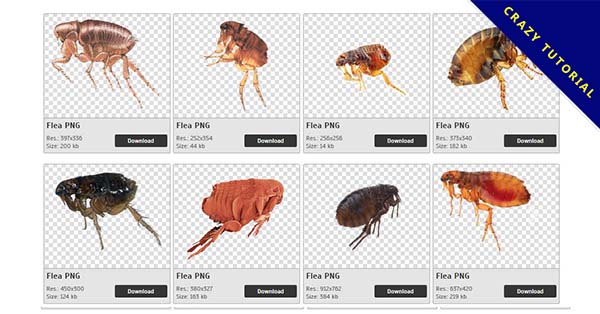 Detail Flea Png Nomer 39