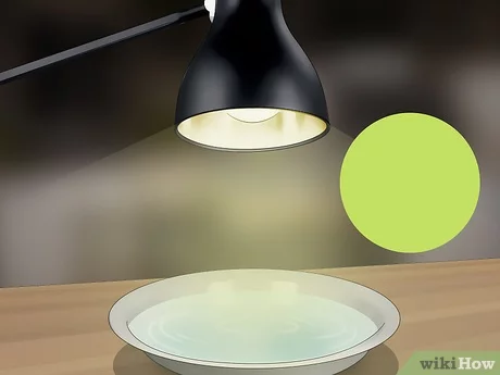 Detail Flea Trap Light Bulb Nomer 12